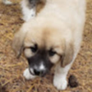 Meet your Posher, Savannah